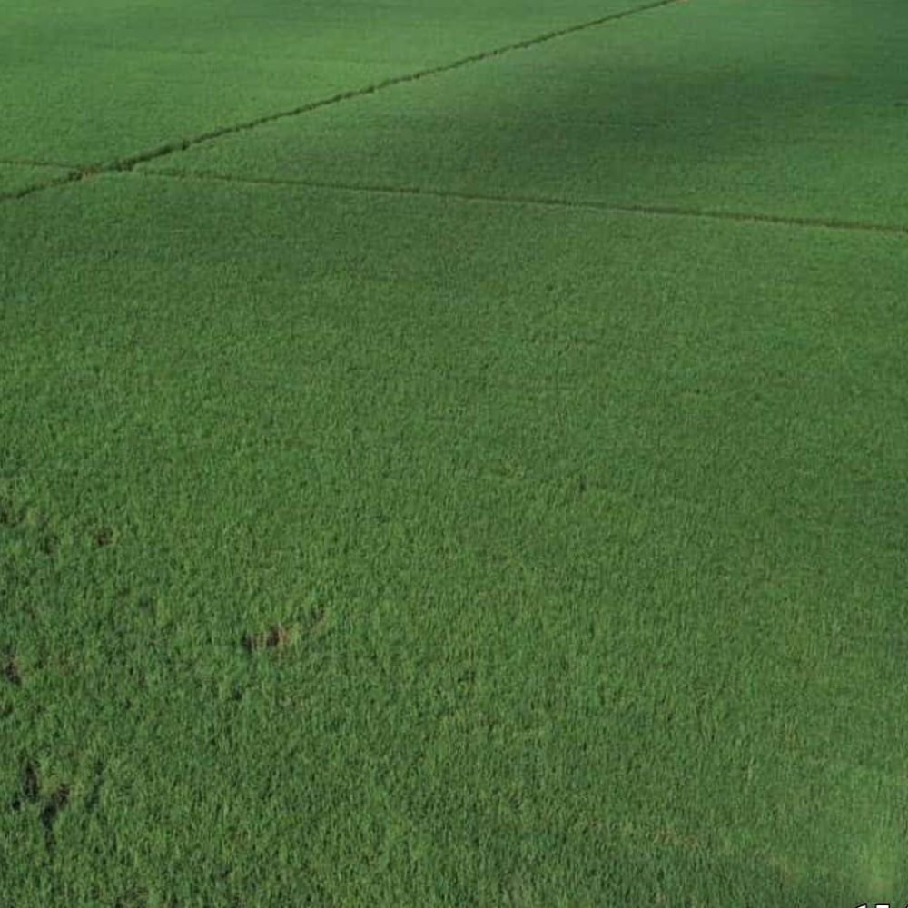 whatsapp-image-2025-05-29-at-11-35-201750220737281